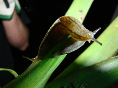 Meghimatium pictum