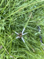 Rhynchospora nervosa