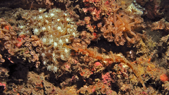 Halicampus macrorhynchus