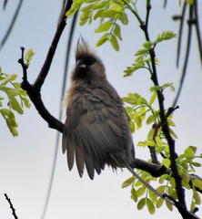 Colius striatus minor