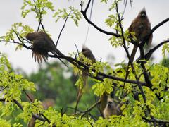 Colius striatus minor