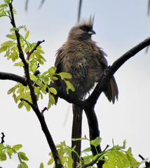 Colius striatus minor