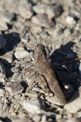 Oedipoda coerulea