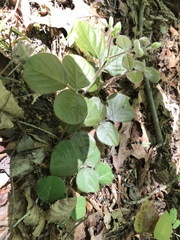 Desmodium rotundifolium