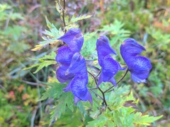 Aconitum degenii