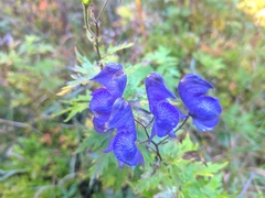 Aconitum degenii