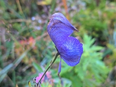 Aconitum degenii