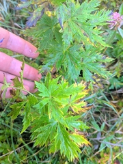Aconitum degenii