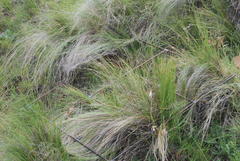 Festuca caprina