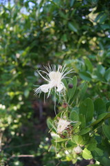 Capparis lucida