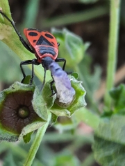 Pyrrhocoris apterus