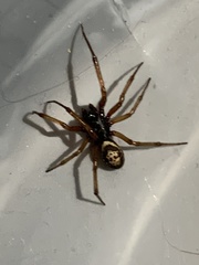 Steatoda nobilis