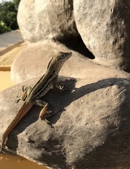 Anolis lineatus