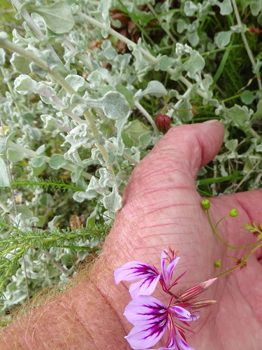 Image of Pelargonium multicaule by (c) Shaun Swanepoel, some rights reserved (CC BY)