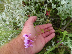 Pelargonium multicaule multicaule