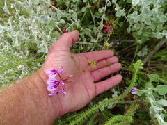 Pelargonium multicaule multicaule