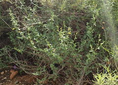 Hermannia alnifolia