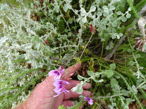 Image of Pelargonium multicaule by (c) Shaun Swanepoel, some rights reserved (CC BY)