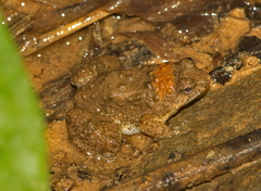 Thai Oriental Frog photo 5
