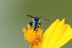 Thyreus novaehollandiae signatus