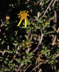 Senecio acutifolius