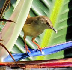 Prinia subflava pondoensis