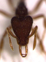 Strumigenys perplexa