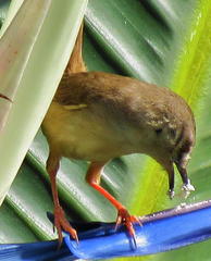 Prinia subflava pondoensis