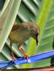 Prinia subflava pondoensis