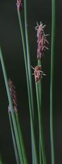 Eleocharis dregeana