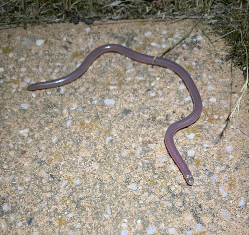 Photo of a Blackish Blind Snake (Anilios nigrescens)