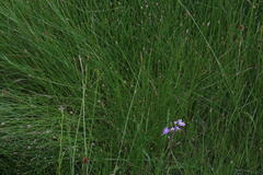 Eleocharis dregeana