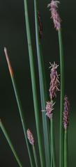 Eleocharis dregeana