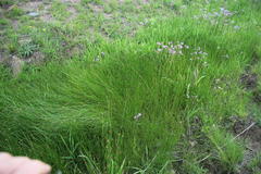 Eleocharis dregeana