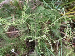 Gleichenia dicarpa