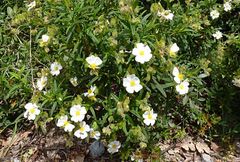 Cistus monspeliensis
