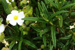 Cistus monspeliensis