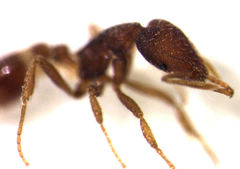 Strumigenys perplexa