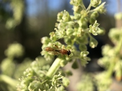 Sphegina