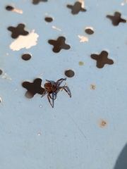 Arachnida