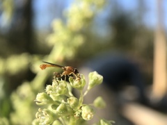 Sphegina