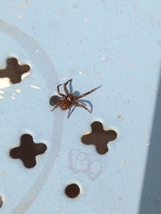 Arachnida