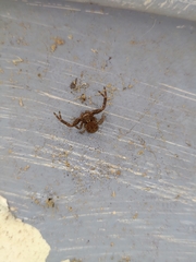 Arachnida