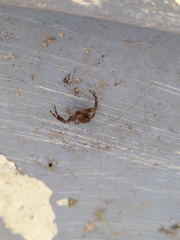 Arachnida