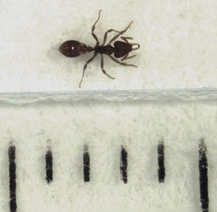 Strumigenys perplexa