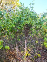 Xylopia sericea