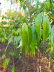 Xylopia sericea