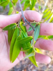 Xylopia sericea