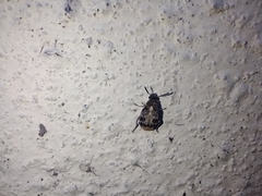 Megabruchidius dorsalis