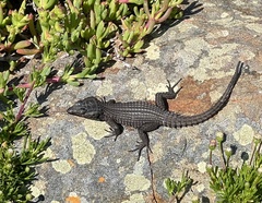 Black Girdled Lizard photo 4